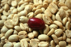 Kopi  Gayo Masih  Terbaik Tidak Ada Masalah dengan Buyer